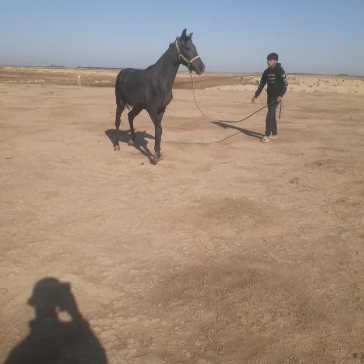 کره اسب ۱۶ ماهه مدارک کامل|اسب و تجهیزات اسب‌سواری|گنبد کاووس, |دیوار