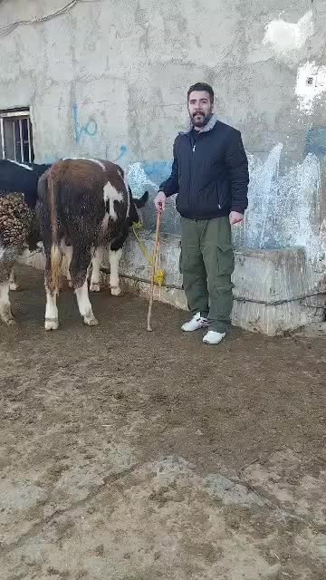 فروش سه راس گوساله نر|حیوانات مزرعه|جعفرآباد, |دیوار