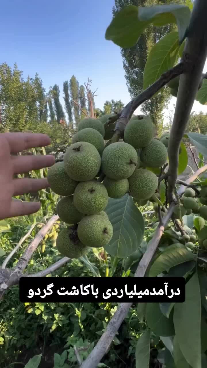 نهالفروشی آرش محمدپور|خدمات باغبانی و درختکاری|خرمآباد, |دیوار