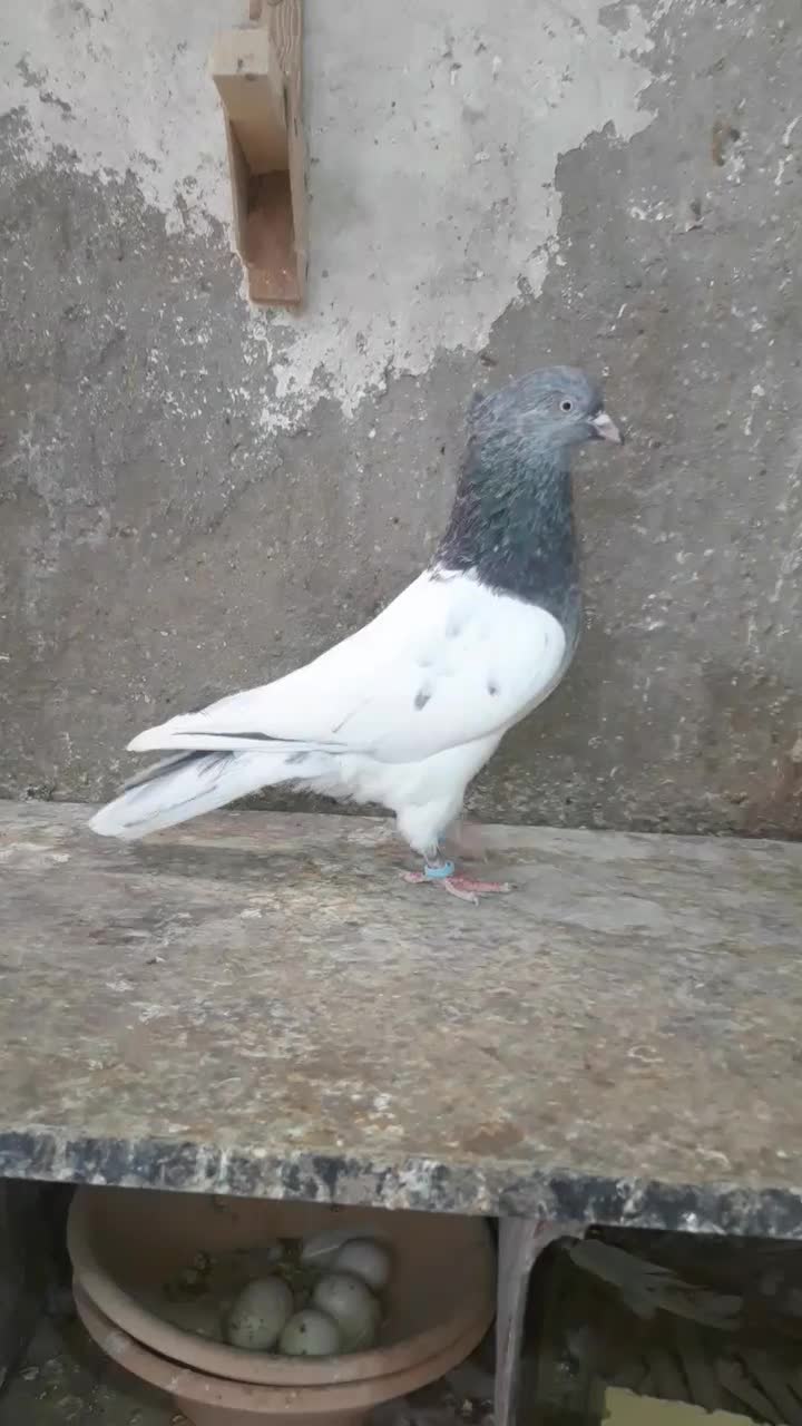 کبوتر کله سبز|پرنده|قیروکارزین, |دیوار