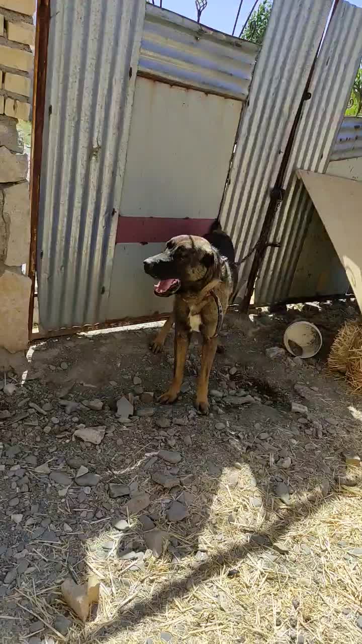 سگ نگهبان|سگ|چناران, |دیوار