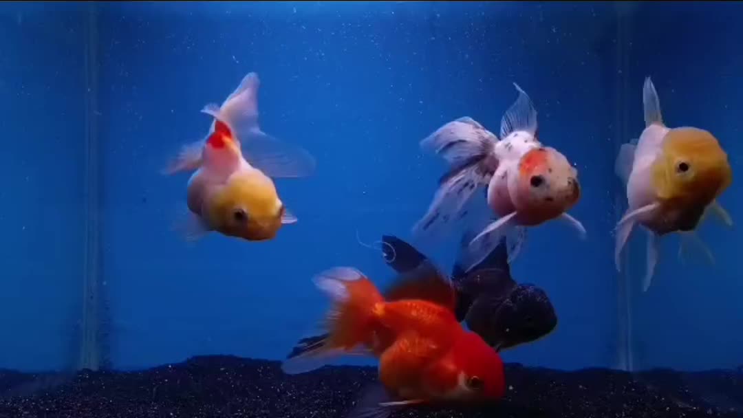 گلدفیش|ماهی|تبریز, |دیوار