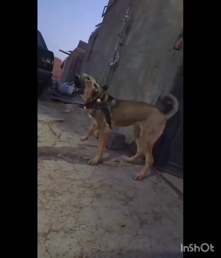 توله ماده|سگ|قروه, |دیوار