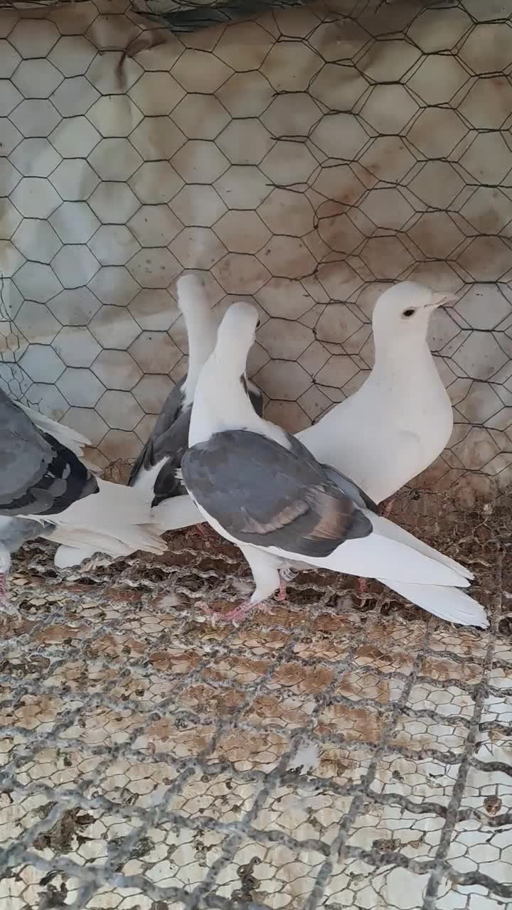 تعدادی پشدار و سفید|پرنده|قزوین, |دیوار