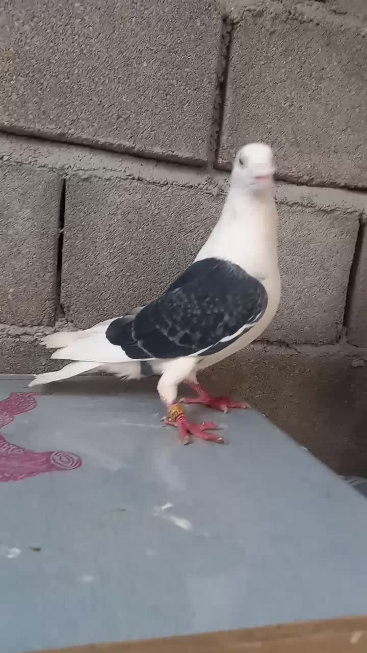 گراف نر|پرنده|تربت جام, حافظ|دیوار