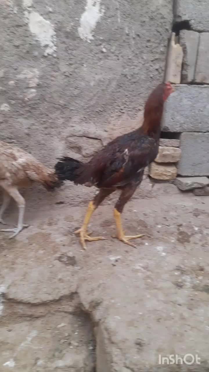 سه عدد جوجه خروس لاری|حیوانات مزرعه|سنگان, |دیوار