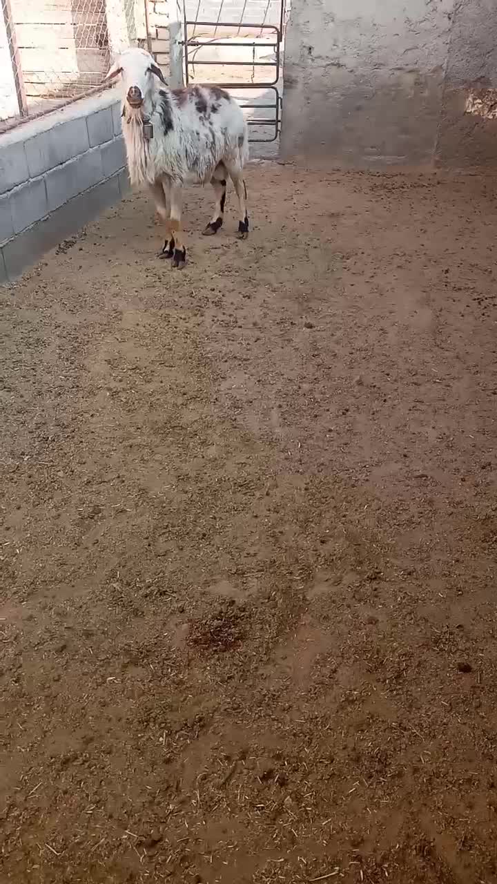 قوچ پلنگی زانوزن|حیوانات مزرعه|گلپایگان, |دیوار