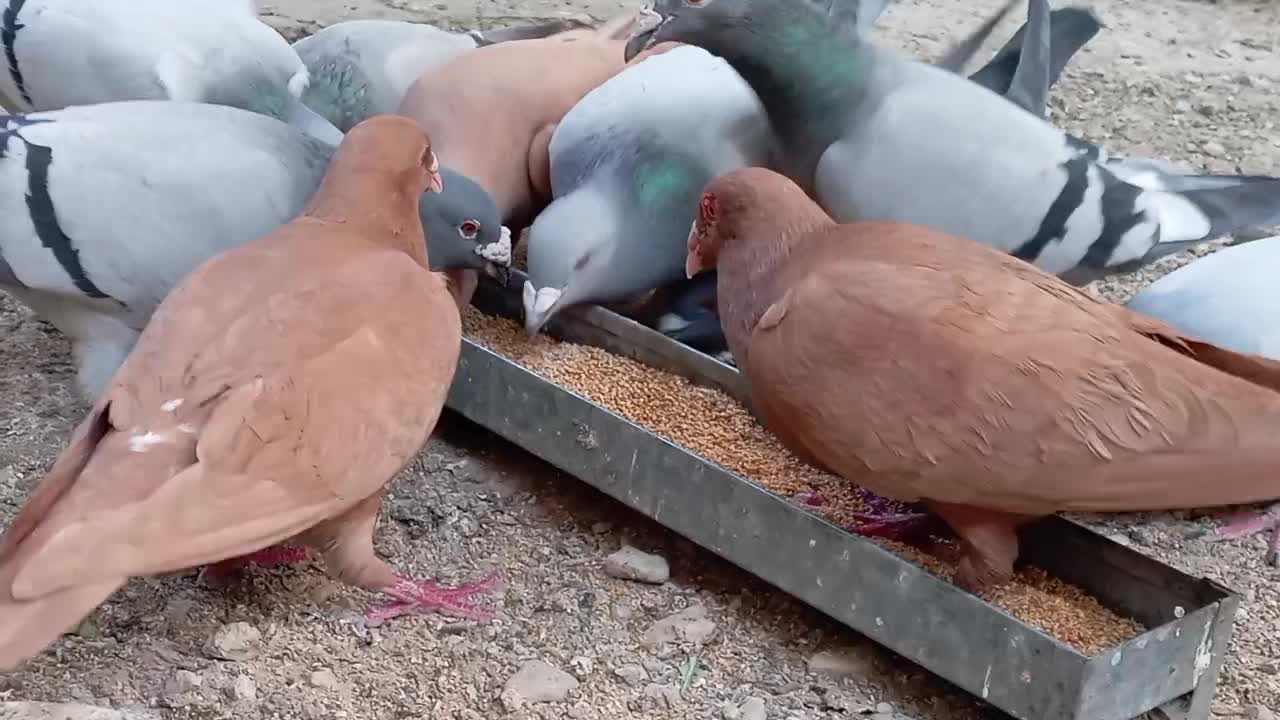 کبوتر زرد|پرنده|کازرون, |دیوار