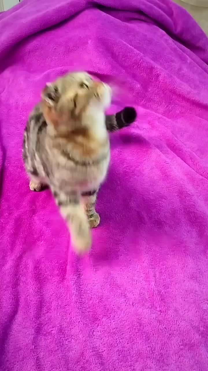 گربه اسکاتیش ۳/۵ ماهه|گربه|کرمان, |دیوار