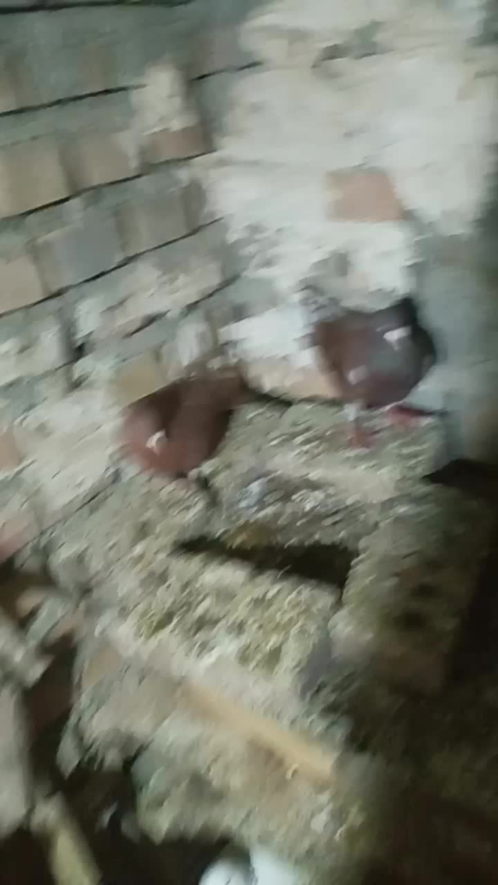 یک جفت سرخ|پرنده|گنبد کاووس, |دیوار