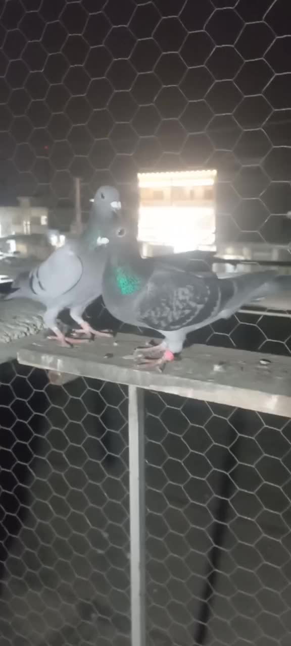 ۷ عدد ماده بازی شده|پرنده|گنبد کاووس, |دیوار