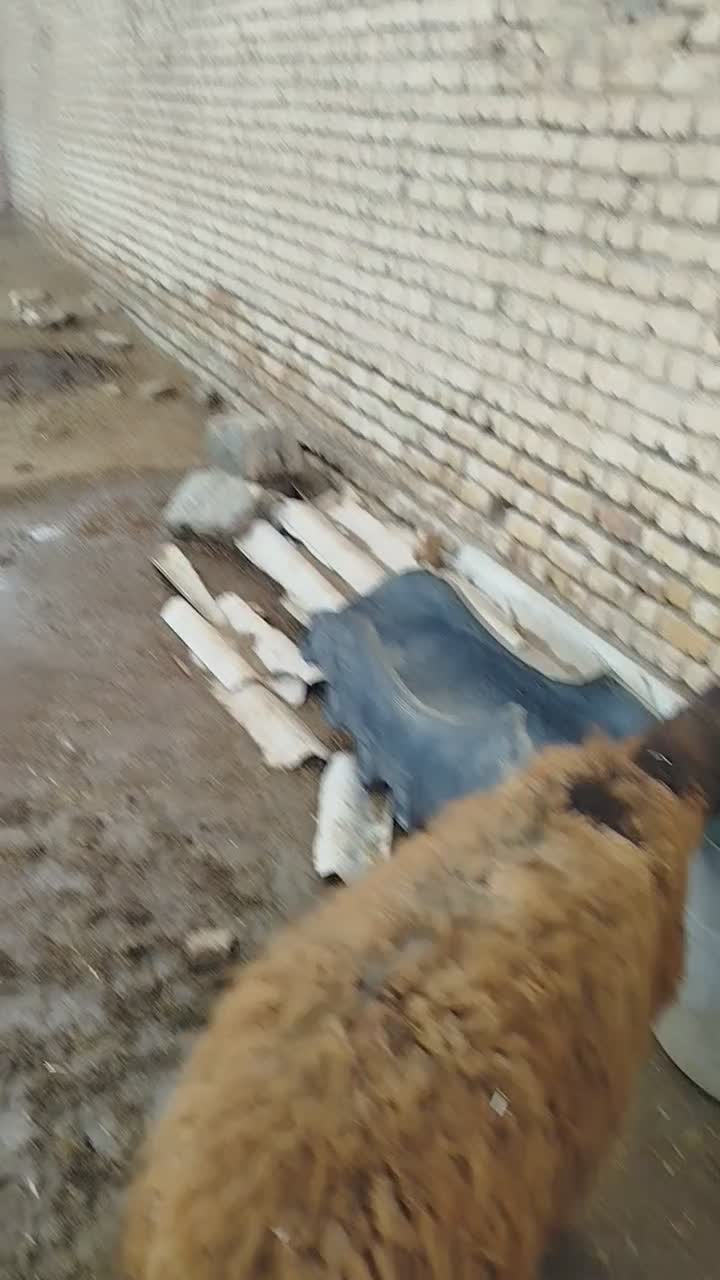 میش و بره|حیوانات مزرعه|فریمان, |دیوار