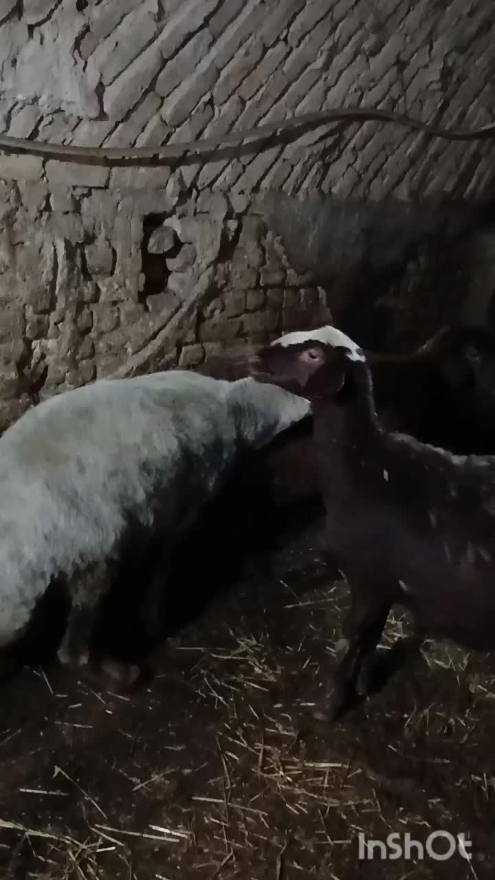 قوچ گله|حیوانات مزرعه|زالیان, |دیوار