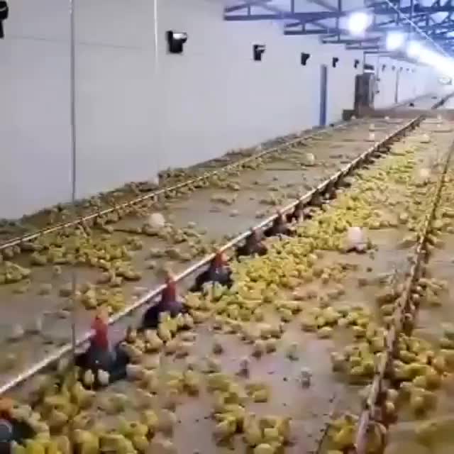 فروشگاه لوازم مرغداری .از 0تا شروع تولید.نووکارکرد|ماشین‌آلات صنعتی|قزوین, |دیوار