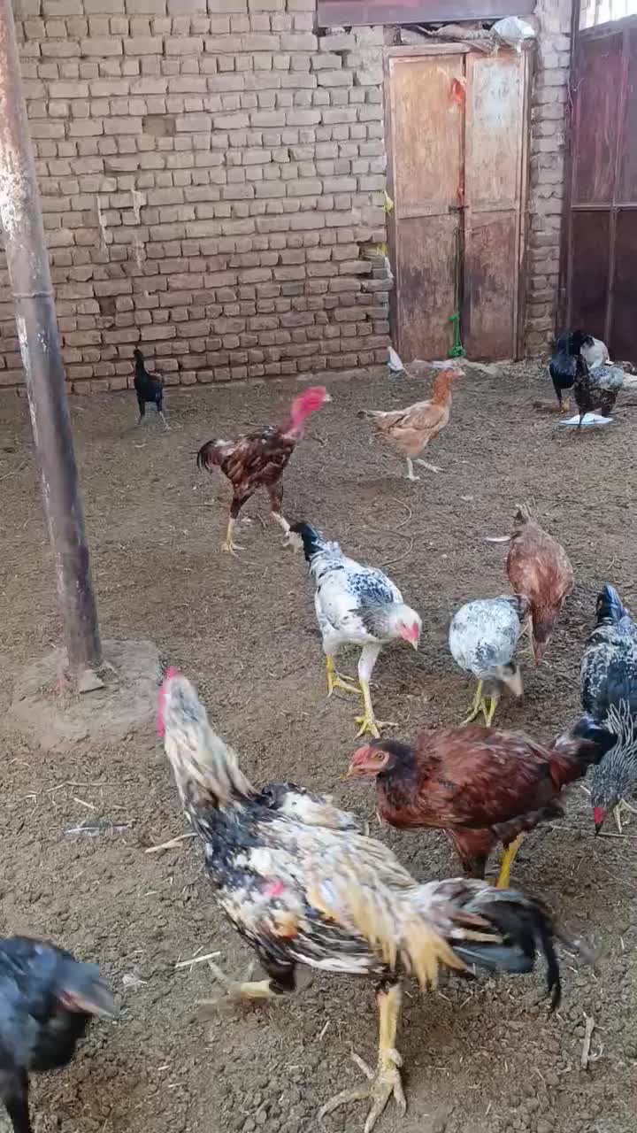 مرغ و خروس لاری و دورگه جوجه خروس جوجه مرغ تخمگذار|حیوانات مزرعه|تاکستان, |دیوار
