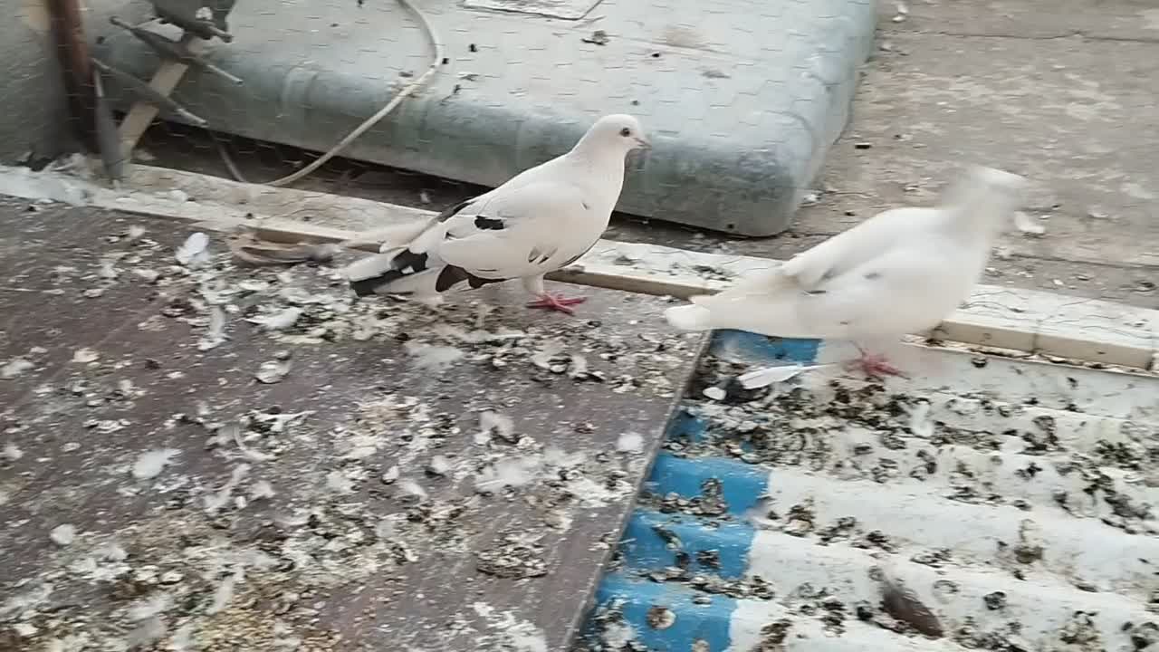 کفتر پر شی|پرنده|کرج, المهدی|دیوار