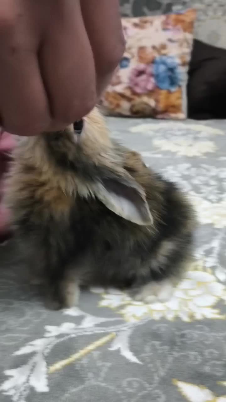 خرگوش لوپی|موش و خرگوش|پاکدشت, حصار امیر|دیوار