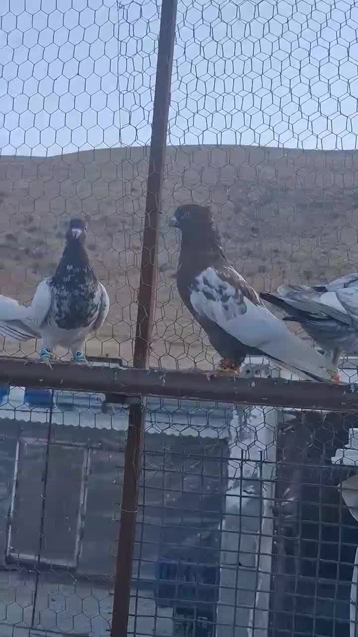 تعدادی بهبهانی|پرنده|شیراز, داریون|دیوار