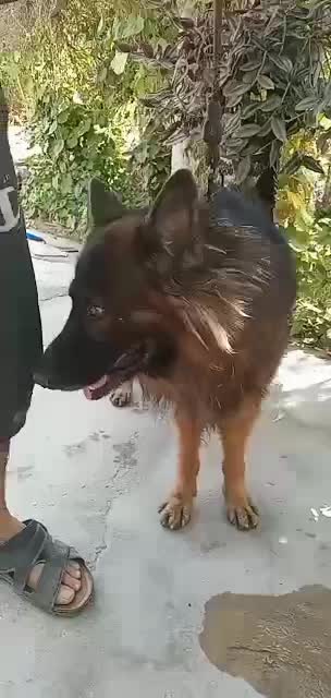 سگ ژرمن شولاین|سگ|فسا, |دیوار