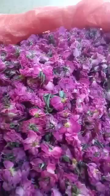 فروش تناژ گل محمدی دست اول از باغدار|گل و گیاه طبیعی|رستاق, |دیوار