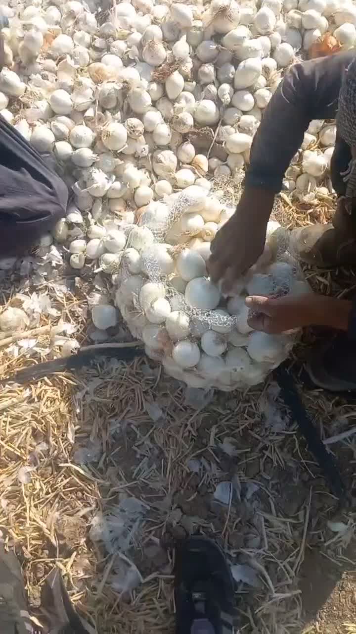 پیاز|خوردنی و آشامیدنی|شهریار, شهرک شاهد|دیوار