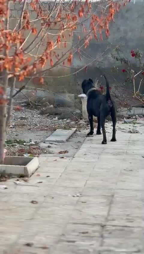 توله کنگرسو .و دوتا کنگرسو بالغ|سگ|لواسان, |دیوار