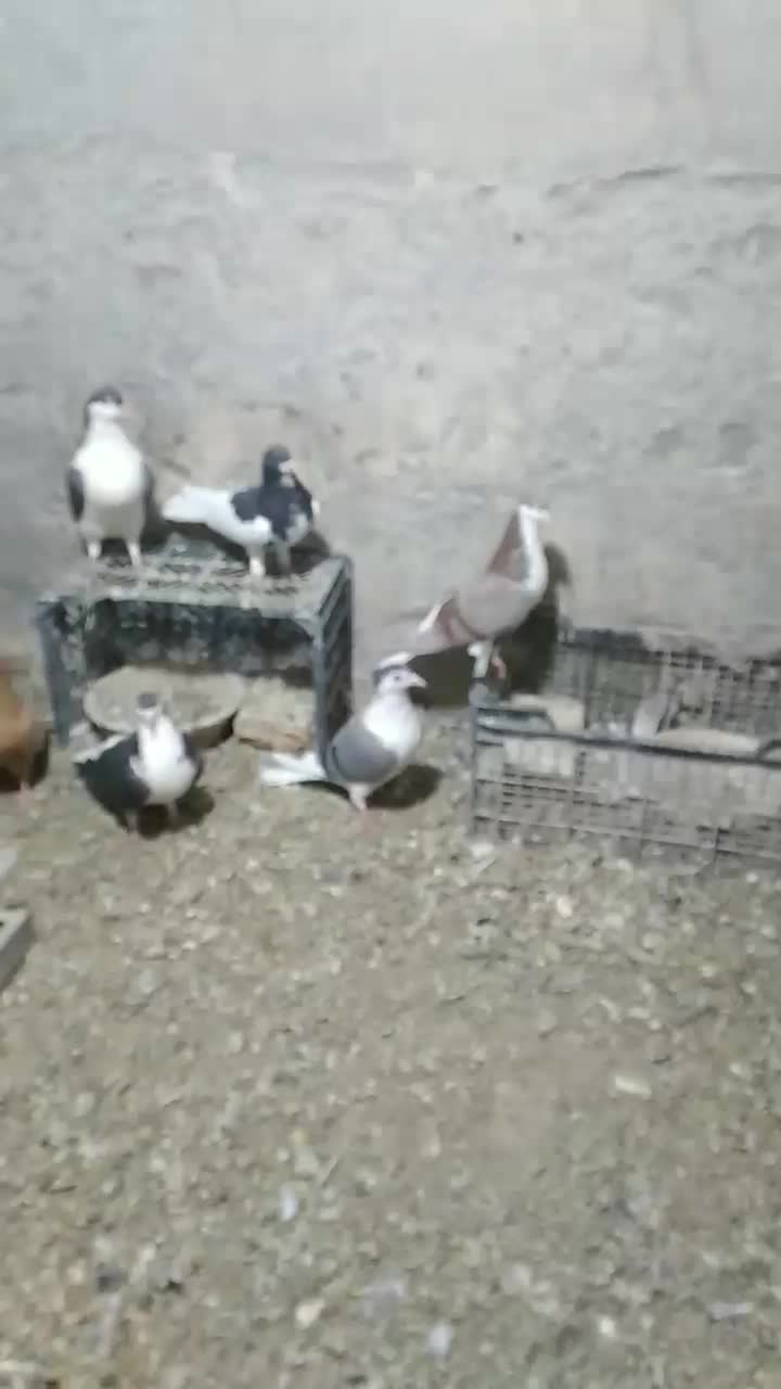 کبوتر رنگی پلاس دم سفید طوقی کل سفید|پرنده|قم, دروازه ری|دیوار