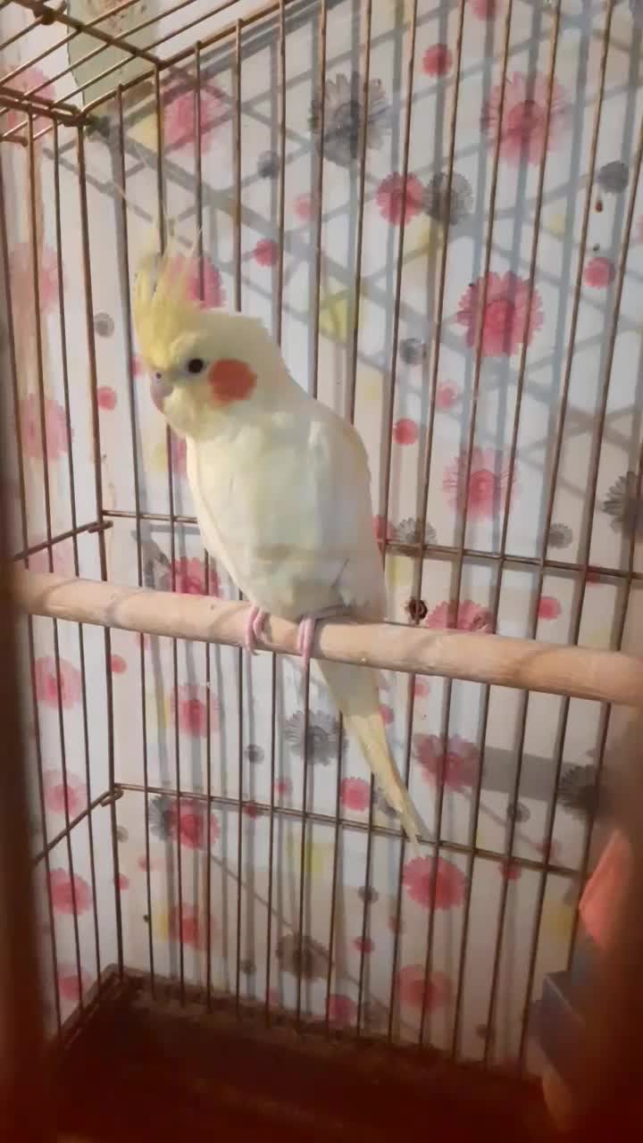 عروس هلندی|پرنده|ایلام, |دیوار