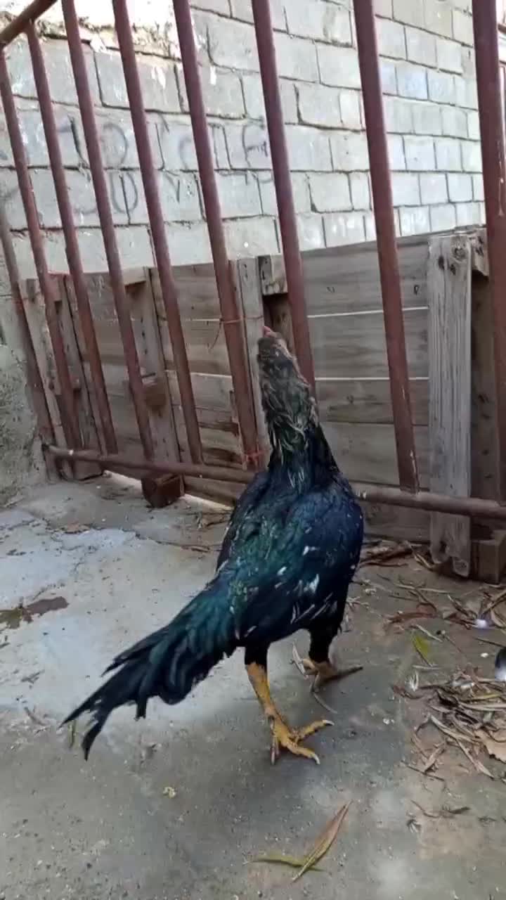 خروس|حیوانات مزرعه|خواجه, |دیوار