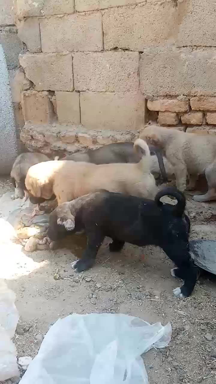 واگذاری دو عدد پژدر|سگ|کیار, |دیوار