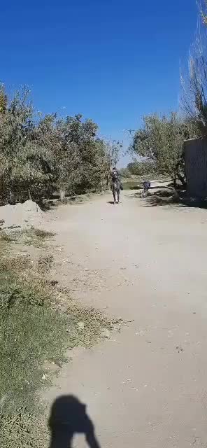 نریان نیله|اسب و تجهیزات اسبسواری|آذرشهر, |دیوار