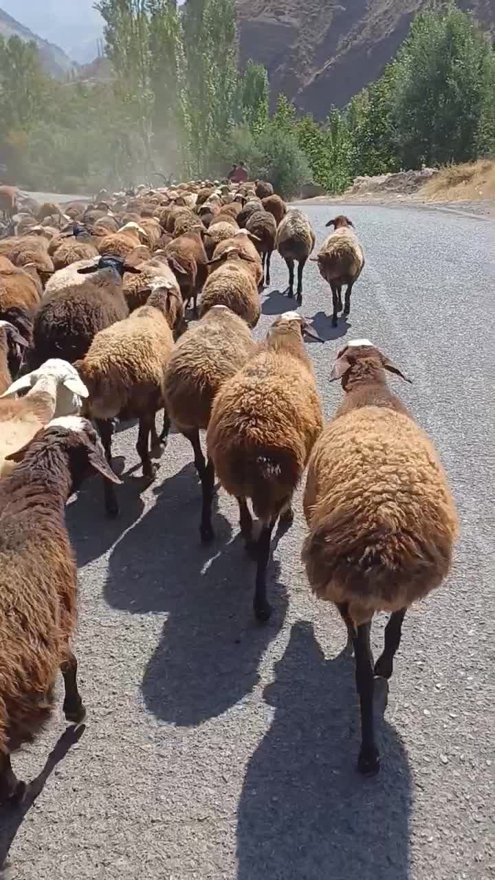 گوسفند(میش بره نرماده بز بزغاله)ارگانیک|حیوانات مزرعه|هشتگرد, خور|دیوار