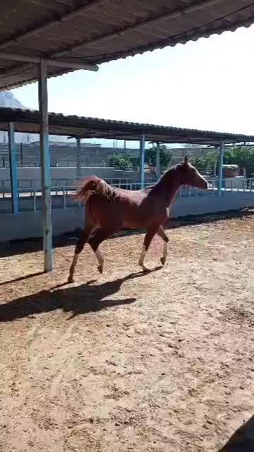 فروش اسب و مادیان دره شوری|اسب و تجهیزات اسبسواری|شیراز, وزیرآباد|دیوار