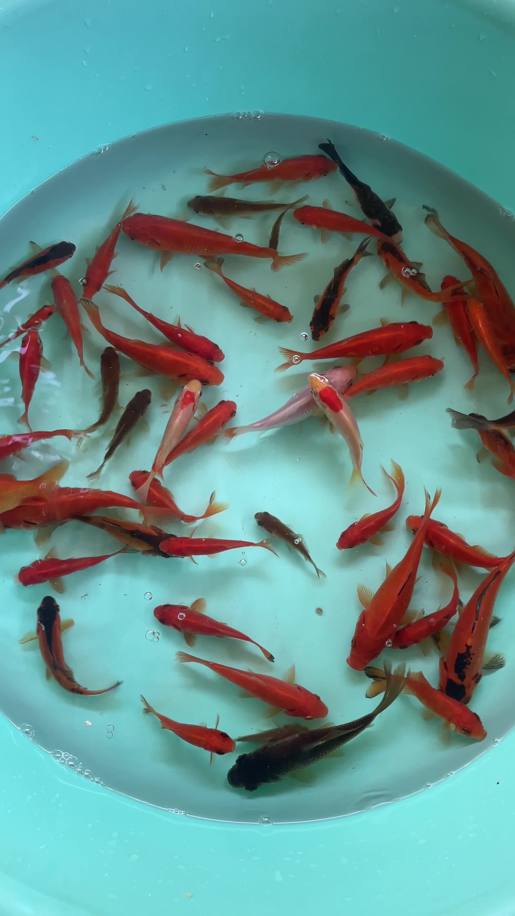 ماهی عمده|ماهی|خرمشهر, |دیوار