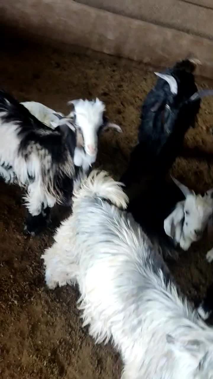 بیگ،بره ،گوشت بیگ ۶۴۰|حیوانات مزرعه|ایذه, |دیوار