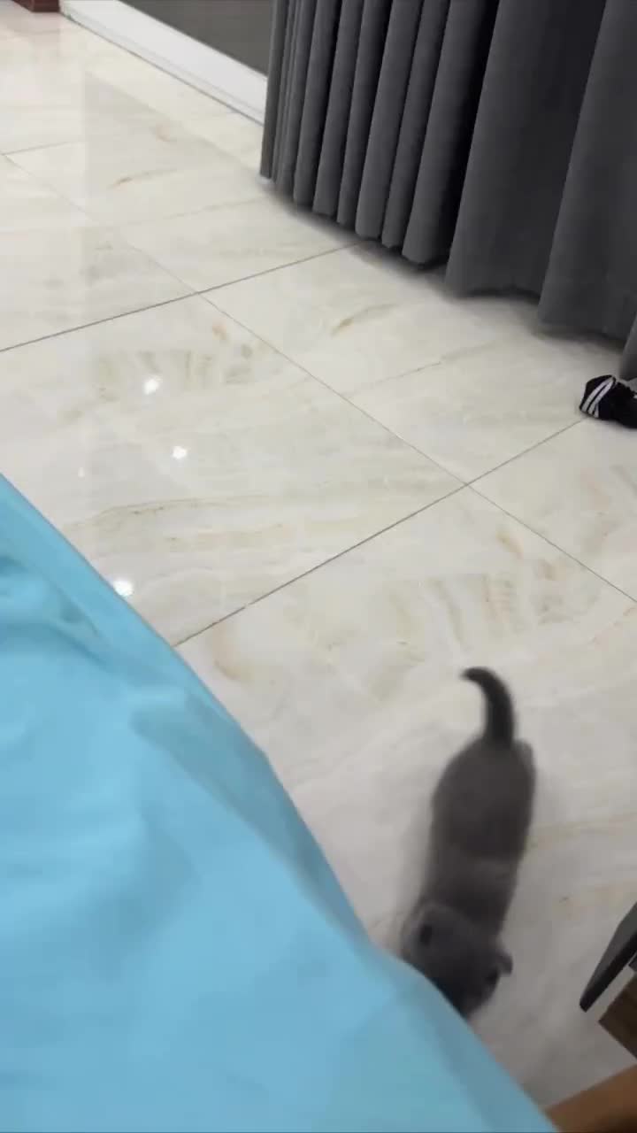 گربه اسکاتیش فولد|گربه|صومعه‌سرا, |دیوار