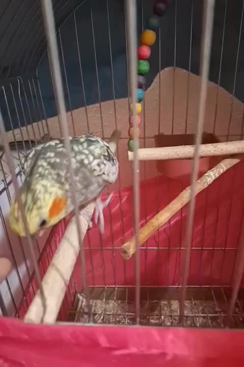 عروس هلندی|پرنده|شاهینشهر, شهرک گلدیس|دیوار