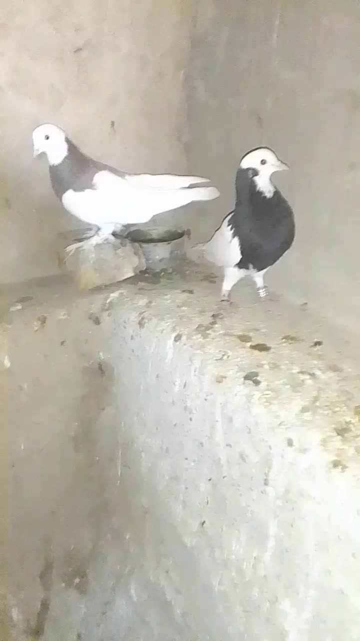 جفت طوقی نر|پرنده|زهک, |دیوار