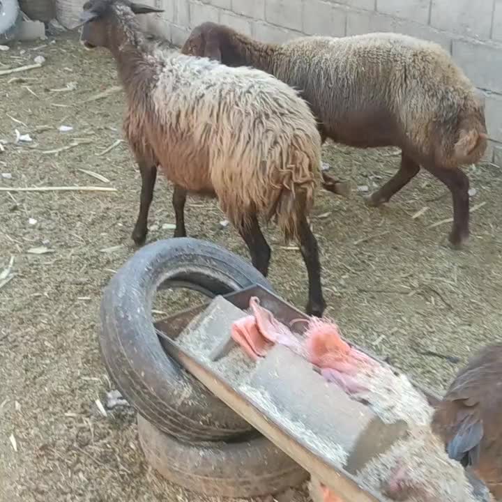 دوراس گوسفندافشارجوان ازقوچ درآمده مخصوص داشتی|حیوانات مزرعه|گنبد کاووس, |دیوار