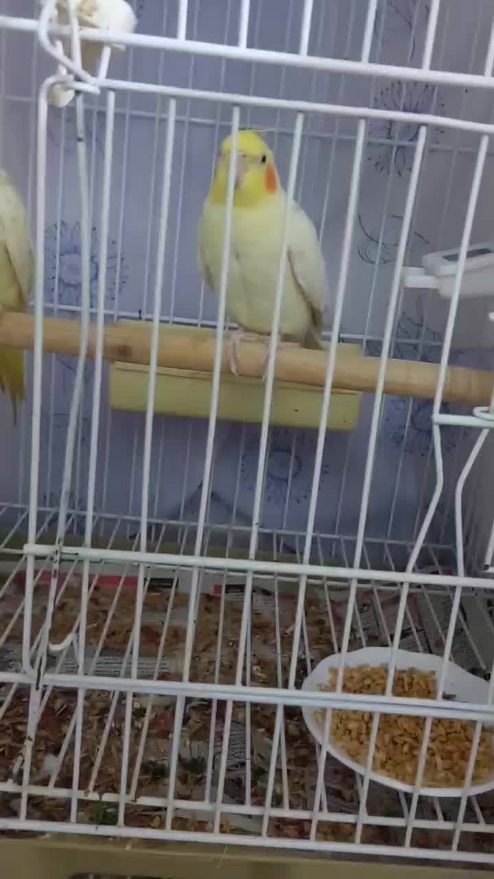 دو عدد عروس هلندی سخنگو|پرنده|تهران, سازمان آب|دیوار