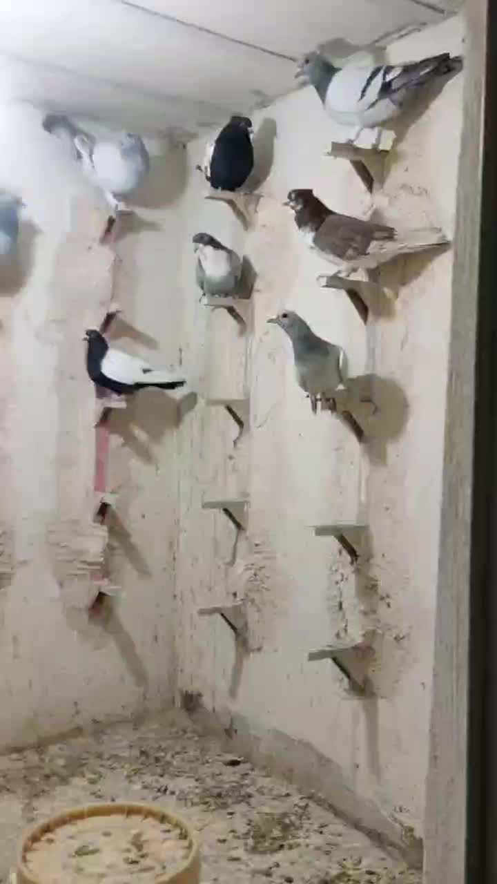 کبوتر|پرنده|چترود, |دیوار