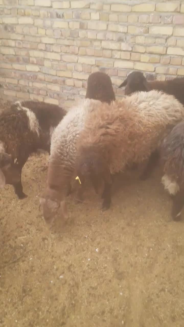 ۸راس بره جمی|حیوانات مزرعه|تایباد, |دیوار