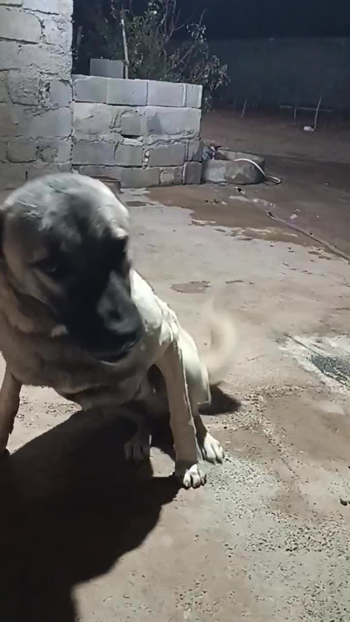 سگ کانگال|سگ|کرمانشاه, |دیوار