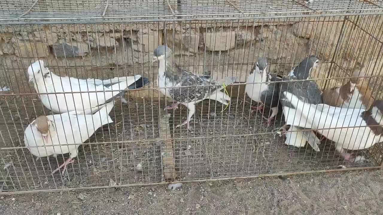 حیوان کالا نیست|پرنده|سبزوار, دانشگاه آزاد|دیوار