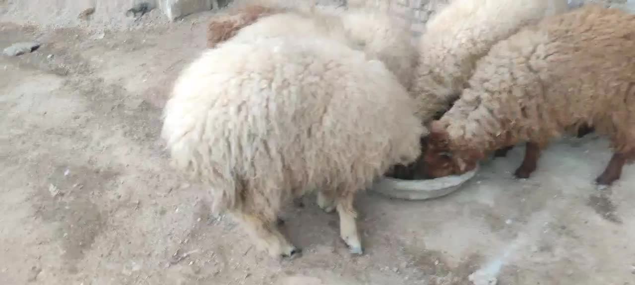 بره نر|حیوانات مزرعه|خرمشهر, |دیوار