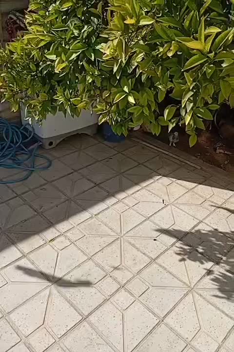 سوسنی ترکیه ای|پرنده|شیراز, داریون|دیوار