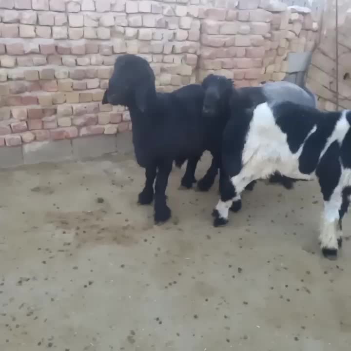 بره قوچی|حیوانات مزرعه|شیراز, حافظیه|دیوار