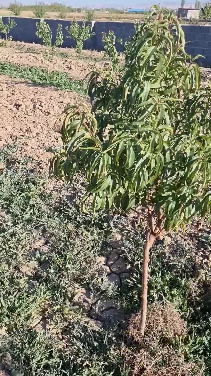 باغ زراعی اربطان مرند|فروش خانه و ویلا|کشکسرای, |دیوار