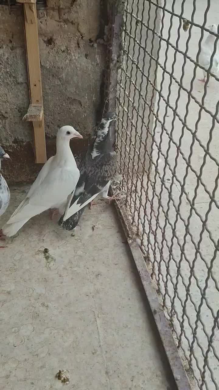 جوجه|پرنده|مشهد, چهارچشمه|دیوار