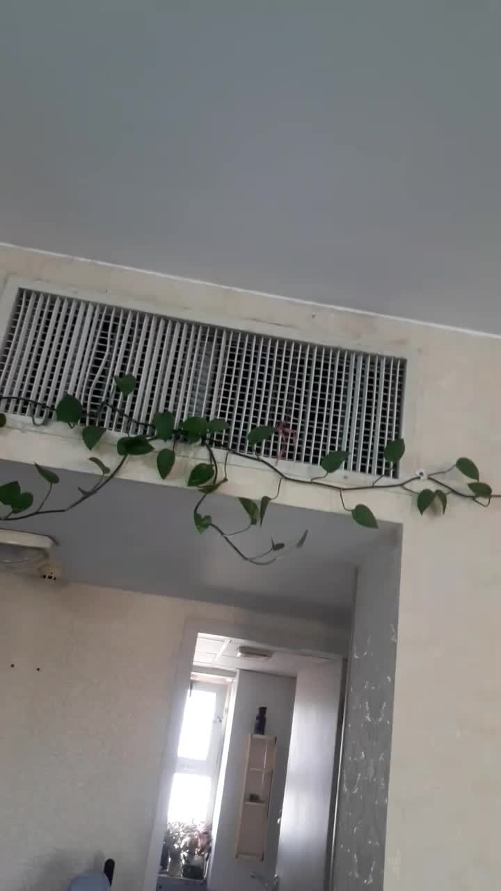 تعدادی گل شاداب حسن یوسف و اپارتمانی بفروش میرسد|گل و گیاه طبیعی|سمنان, |دیوار